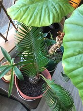 てんとう虫&nbsp;つぼい 