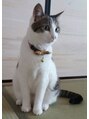 トウカ 南行徳店(TOUKA)&nbsp;実家の愛猫ちゃん＊動物大好きです！[猫好き/髪質改善/南行徳駅]