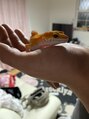 ディア(Dear) トカゲが3匹いてます