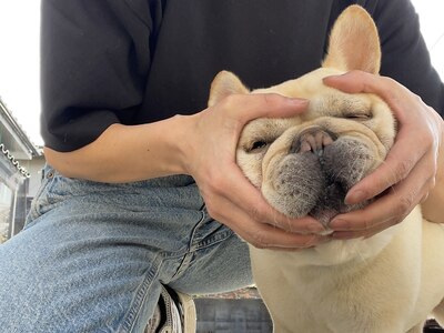 愛犬のパピーです