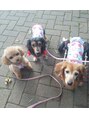 カットハウススペース 人形町&nbsp;愛犬達は、散歩が大好きです40代　白髪 人形町 水天宮前　日本橋