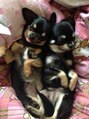 マナオラナ(Mana' Olana) 可愛い愛犬チワワ飼ってます！！