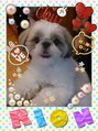 アートヘアアスティ(art hair ASTY)&nbsp;我が家の愛犬『2代目』の【リオン】君です