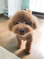 シャルム(charme) 愛犬のトイプードル♪