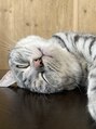 ボスケット(Boschetto) すごい顔で寝ていますが、いつもはかわいいんです笑