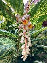 アンテイア(Antheia)&nbsp;安次富 ゆきこ