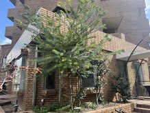 オー(OO)の雰囲気（植物に包まれたお店です♪）