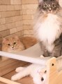 クリート(Criite) 3匹の愛猫☆ キャットケアスペシャリストの資格も取得しました！
