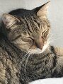 ヘアブランコブランコ 横浜(hair blanco_blanco) ウチの愛猫。人間の年齢だと84歳のおじいちゃん[横浜駅/横浜]