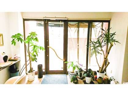 ミント Mintの写真