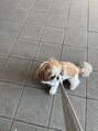 アンソル 戸田店(N'SOL) ワンちゃん大好きです!ワンちゃん好きの方語りましょう!!