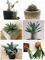 ヘイル(hale) ほんの一部ですが自宅の植物達。ブログにもご紹介しています。