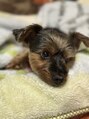 ビークール 富沢店(Be COOL) おじちゃん犬のベルです(^^)