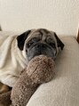 スパークル(SPARKLE-) 愛犬のまめぞうです♪世界一可愛いおじ犬です*