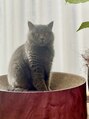 ドット ヘアー ジェム(dot.hair gem)&nbsp;うちのねこ。ツンデレの女の子！ねこ情報教えて下さい♪