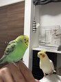 メンズオンリーサロン 創 立川&nbsp;かわいい小鳥と住んどります。