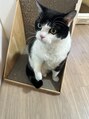 レウィン ギンザ(LEWIN GINZA) 猫です
