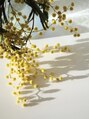 ミモザ ビカミドウ 自由が丘(Mimosa Bigamido) ミモザの花言葉「感謝」