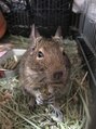 クレッシェンド(crescendo)&nbsp;お家で飼ってるデグーです。人懐っこくて頭良いです。女の子