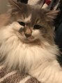 バイラ(Bailar) 愛猫のもものすけです☆