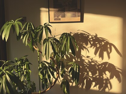 キイヒ(kiihi)の写真