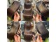 スリールクロレ(Sourirecolore)の写真