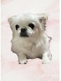 ルーブ トウキョウ(Loob. TOKYO) 愛犬のmilkyくんですU^ェ^U チワワ×ペキニーズMIX犬(池袋)
