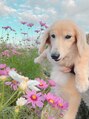 アルファヘアサロン(alpha hair salon) 愛犬のアンリくんです♪溺愛してます^^