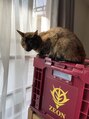 ルフュージュ リッタ(Refuge litta) 一目惚れして買ったジオン公国のコンテナと我が家の猫です