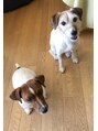 アオ(a-o)&nbsp;飼っているジャックラッセルテリア可愛くてたまりません！