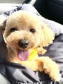 ザシー オモテサンドウ(The C) 愛犬の柚子くん♪おすわり、伏せ、ゴロンが得意です◎カワイイ