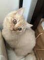 リアン(LieN) 猫を飼い始めました。