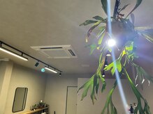 植物達が賑わう空間