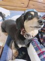 アジュール 倉敷店(Azule)&nbsp;犬が好きです！日々犬の監査をしてたまにブログにも載せてます！