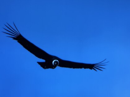 オッジ 溝の口(Oggi)の写真