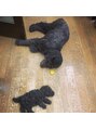 エーアイ 千石 巣鴨 白山店(Ai HAIR) 我が家の愛犬ちゃんです下のは本物ではなく切った髪なんです!