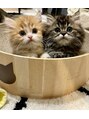 リトル 仙台(little)&nbsp;うちのニャンズたち！！！