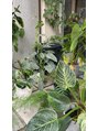 トナリ(tonari) 観葉植物にハマってます。店内の植物も日に日に増えております。