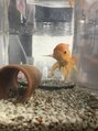 リバティ 吉祥寺(Liberty)&nbsp;金魚の可愛さにどハマり、正面からのウオ顔んー、たまらん！！