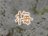 《自分へのご褒美に》梅コース