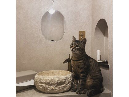 ペコリー(pecoree)の写真