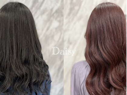 デイジー(Daisy)の写真