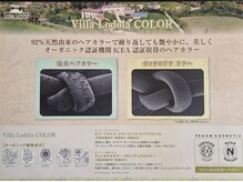 ホワイトバーチ(white birch)