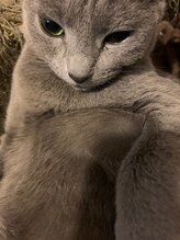 ディーヘアーデザイン(d.HAIR DESIGN) オーにゃー (きなこ)