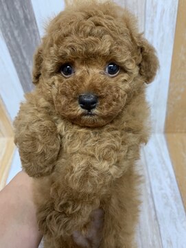 ラフ(LAFF) #黒髪#ボブルフ#ネビージュ#小顔#ワンレン