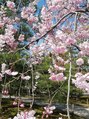 ソアー 新大阪(SOAR)&nbsp;桜が好きで毎年見に行っています。