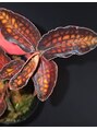 アベラルド(Abelard) Cystorchis sp.Sumatra