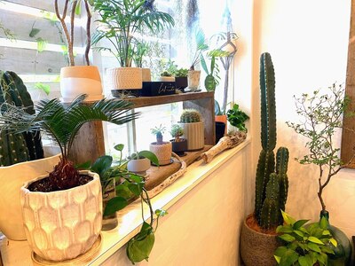 癖の強いこだわりセレクト☆観葉植物や多肉植物たち