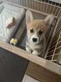 ルテラ 本町店(Lutella) 愛犬です