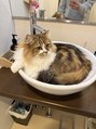 バディ 中野駅前店(BUDDY) マンチカンのナナチ君です!猫好きな方ぜひ一緒に話しましょう!
